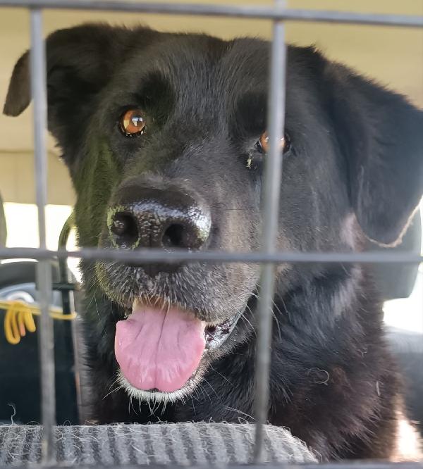 Connor, cerca casa (adozione del cuore) Foto 6